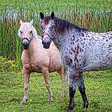 Equine Pals_DSCF05778